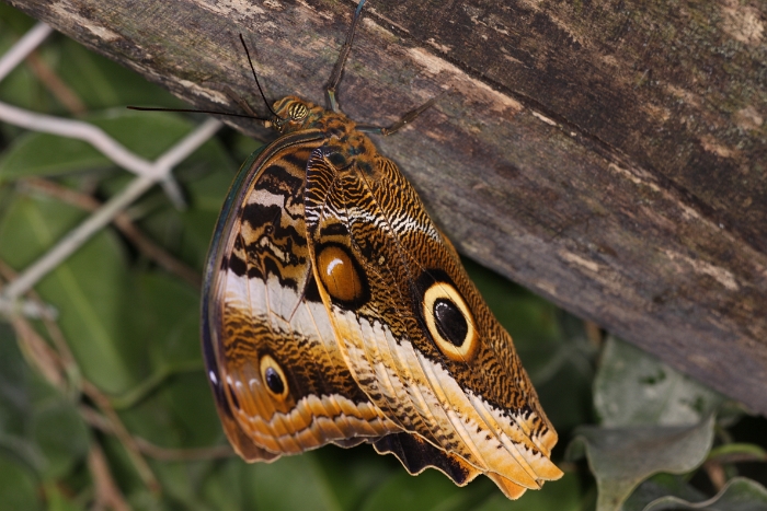 Sortie 1er aout - Papillorama - 022